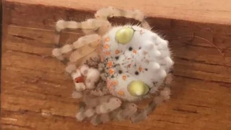 Bloke Discovers Weird Spider That Resembles Sushi