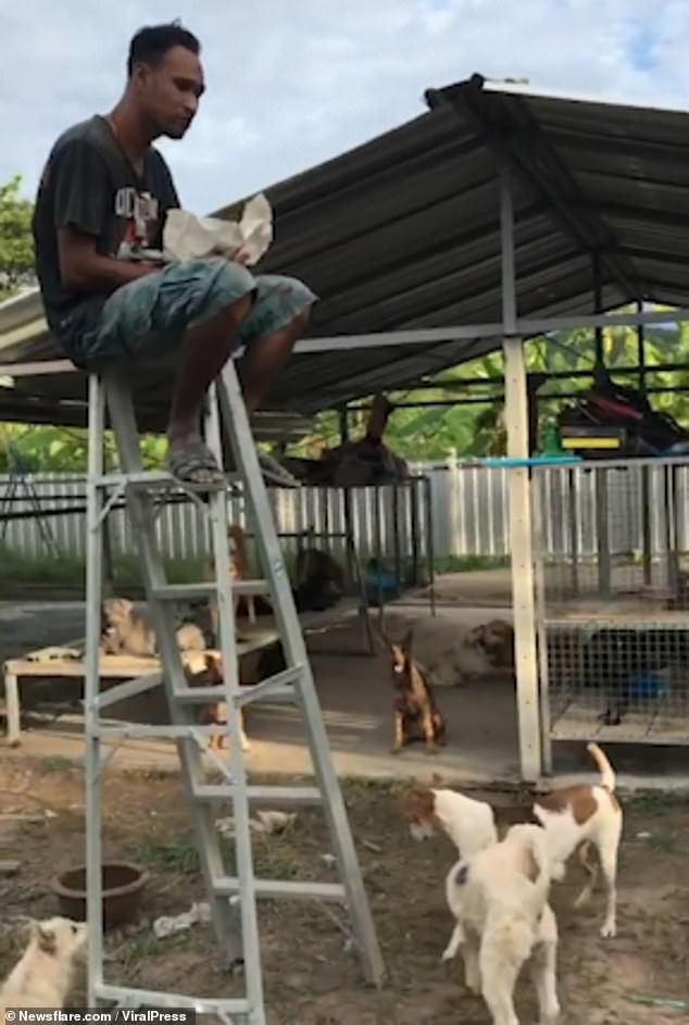 Thai man, 40, is forced to eat his lunch on top of a LADDER to escape a hungry pack of Soi Dogs (Street Dogs)
